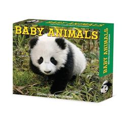 Baby Animals 2024 Box Calendar, 6.2" L X 5.4" W, Large, 6.2 IN