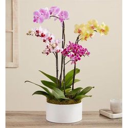 1-800-Flowers Plant Delivery Colorful Orchid Garden