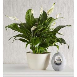 1-800-Flowers Plant Delivery Calming Peace Lily Plant Medium Tabletop W/ Keepsake
