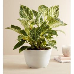 1-800-Flowers Plant Delivery Philodendron Birkin Plant Table Size Plant W/ Sandstone Planter