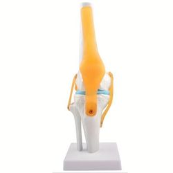 TEMU Human Knee Joint Model With Ligaments, Flexible 1:1 Scientific Life Size With Lightweight Display Base, Best Teaching Tool For Patient Education & Anatomy Study Anatomy Model