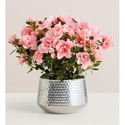 1-800-Flowers Everyday Gift Delivery Pretty Pink Azalea Large