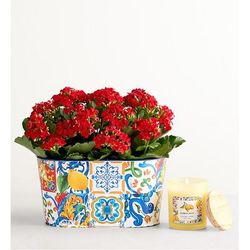 1-800-Flowers Gifts Delivery Mediterranean Citrus Kalanchoe W/ Lemon Candle