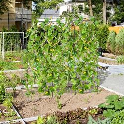 U Shaped Tall Garden Arched Trellis For Climbing Plants, Cucumber Tomato Flower Vine Support Frame Outdoor Arch U Shaped Tall Garden Arched Trellis For Climbing Plants, Cucumber Tomato Flower Vine Support Frame Outdoor Arch