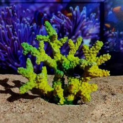 Colorful Simulation Coral Model Resin Craft Realistic Coral Water Plant Figurines Handmade Unique Fake Coral Statue