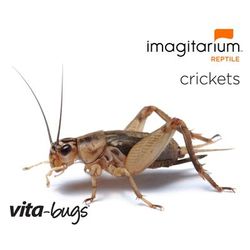 Vita-Bugs 3/8" Live Crickets, Count of 500, 500 CT