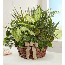 1-800-Flowers Plant Delivery Classic Dish Garden Large Plant