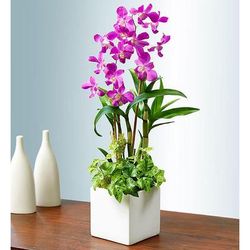1-800-Flowers Flower Delivery Classic Dendrobium Dish Garden