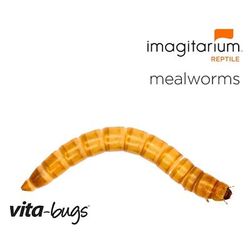 Vita-Bugs Giant Mealworms, Count of 1000, 1000 CT