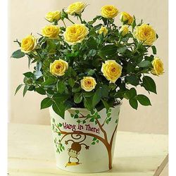 1-800-Flowers Flower Delivery Hang In There Rose Plant | Happiness Delivered To Their Door