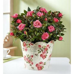 1-800-Flowers Flower Delivery Classic Budding Rose Large | Happiness Delivered To Their Door