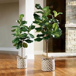 Fiddle Leaf Fig Trees - 5' - Grandin Road