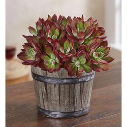 1-800-Flowers Plant Delivery Devotion Echeveria