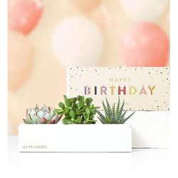 1-800-Flowers Everyday Gift Delivery Happy Birthday Succulents By Lula's Garden Medium | Happiness Delivered To Their Door