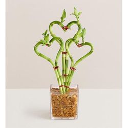 1-800-Flowers Plant Delivery Sweet Heart Bamboo Triple | 100% Satisfaction Guaranteed | Happiness Delivered To Their Door