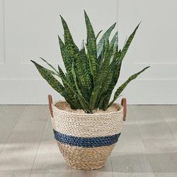 Snake Plant - Grandin Road