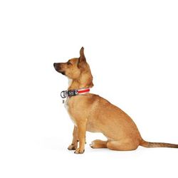 Red Camo LED Dog Collar, Small