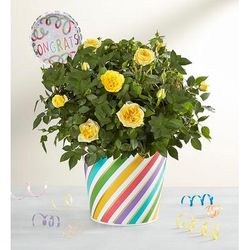 1-800-Flowers Flower Delivery Congratulations Rose Plant Large | Happiness Delivered To Their Door