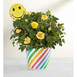 1-800-Flowers Flower Delivery Sending You Smiles Rose Plant Large | Happiness Delivered To Their Door