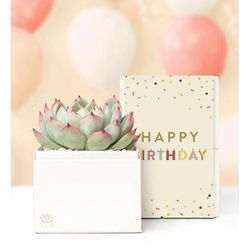 1-800-Flowers Everyday Gift Delivery Happy Birthday Succulents By Lula's Garden Small | Happiness Delivered To Their Door