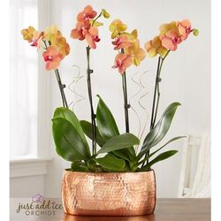 1-800-Flowers Flower Delivery Bonfire Warmth Orchid Large | Happiness Delivered To Their Door