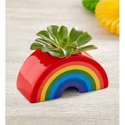 1-800-Flowers Plant Delivery Sunshine & Rainbow Mini Succulent