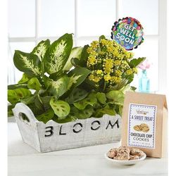 1-800-Flowers Everyday Gift Delivery Bloom Dish Garden Bloom W/ Get Well Balloon & Cookies | Happiness Delivered To Their Door