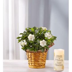 1-800-Flowers Everyday Gift Delivery Cherished Gardenia Small W/ Led Candle | Happiness Delivered To Their Door