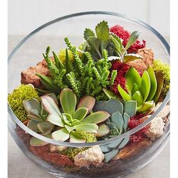 1-800-Flowers Plant Delivery One Of A Kind Succulent Garden