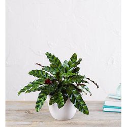 1-800-Flowers Plant Delivery Calathea Rattlesnake Shelf Size Plant (Small) W/ Sandstone Planter