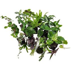Dart Frog Vivarium Plant Kit 24x18x24, 40-55 Gallon, 20 Plants, 24 IN