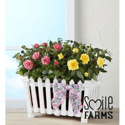 1-800-Flowers Flower Delivery Charming Rose Garden Large