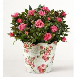 1-800-Flowers Flower Delivery Classic Budding Rose Large