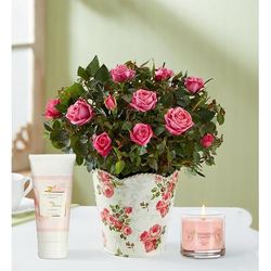 1-800-Flowers Flower Delivery Classic Budding Rose Small W/ Candle & Lotion