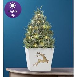 1-800-Flowers Plant Delivery Fragrant Holiday Lavender Tree