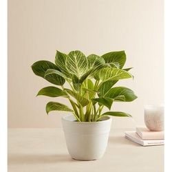 1-800-Flowers Plant Delivery Philodendron Birkin Plant Shelf Size Plant W/ Sandstone Planter