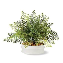 Iron Fan Fern - Frontgate