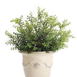 Outdoor Dwarf Buford Plant - Frontgate