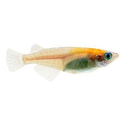 Red-White Medaka Rice Fish (Oryzias latipes), 1 IN