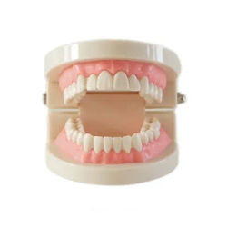 Dentale protesi modello gengive standard audlt denti modello di insegnamento Medico strumento Denti