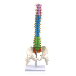 45Cm con anatomia anatomica umana pelvica modello colonna vertebrale risorse didattiche per studenti