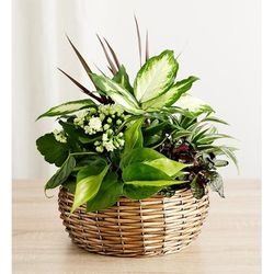 1-800-Flowers Plant Delivery Beautiful Dish Garden