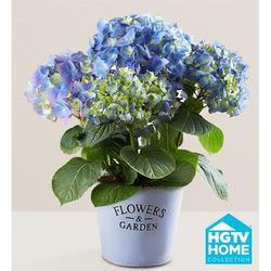 1-800-Flowers Plant Delivery Garden Hydrangea Large Plant