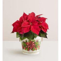 1-800-Flowers Plant Delivery Holiday Traditions Poinsettia Small Plant