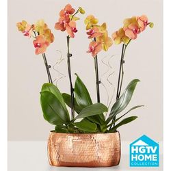 1-800-Flowers Plant Delivery Bonfire Warmth Orchid Large Plant