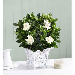 1-800-Flowers Plant Delivery Grand Gardenia Small Plant W/ Candle