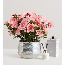 1-800-Flowers Everyday Gift Delivery Pretty Pink Azalea Large W/ Diffuser
