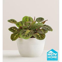 1-800-Flowers Plant Delivery Red Maranta Prayer Plant Table Size Plant
