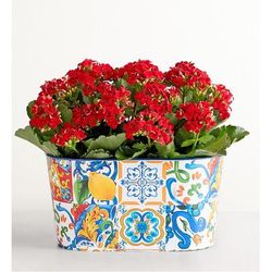 1-800-Flowers Gifts Delivery Mediterranean Citrus Kalanchoe