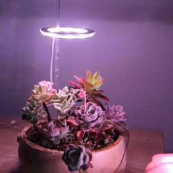 Stylish Ring Grow Light For Indoor Plants 1 Light Head